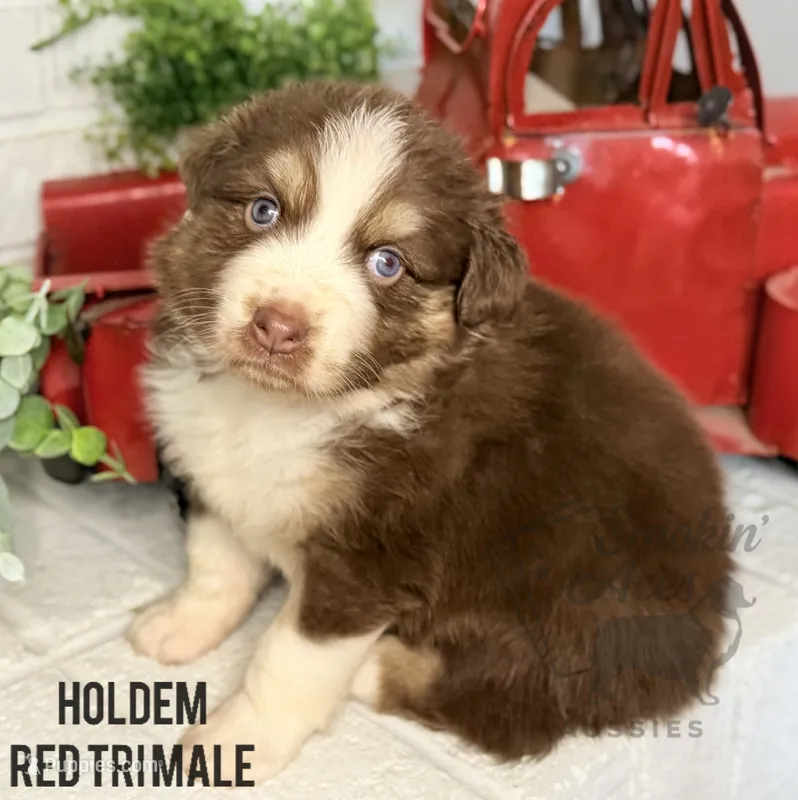 Holdem – Australian Shepherd puppy for sale in Climax, NC