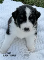 Iggy, a male Australian Shepherd for sale in Climax, NC – 8 of 10