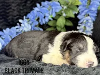 Iggy, a male Australian Shepherd for sale in Climax, NC – 2 of 2