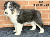Iggy, a male Australian Shepherd for sale in Climax, NC – 5 of 10