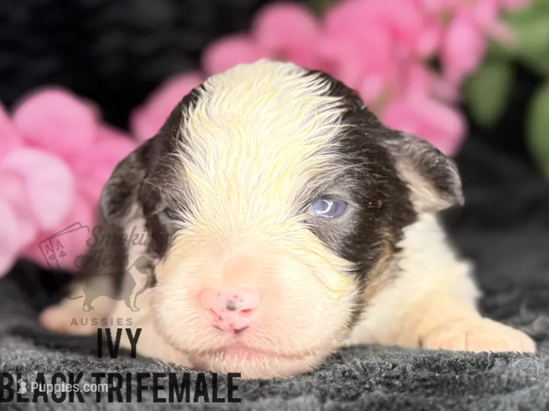 Ivy – Australian Shepherd puppy for sale in Climax, NC