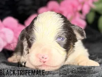 Ivy, a female Australian Shepherd for sale in Climax, NC – 1 of 2