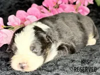 Iris, a female Australian Shepherd for sale in Climax, NC – 2 of 2