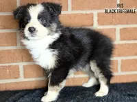 Iris, a female Australian Shepherd for sale in Climax, NC – 6 of 9