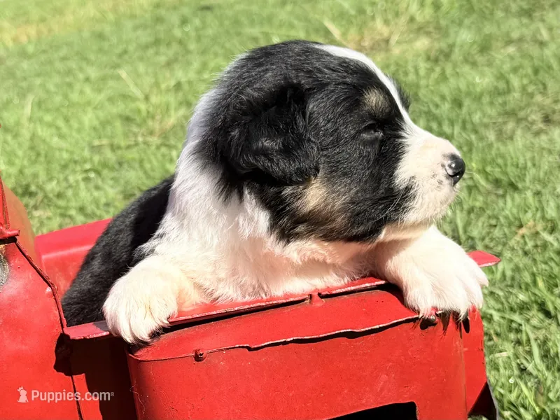 Iggy – Australian Shepherd puppy for sale in Climax, NC