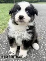 Iris, a female Australian Shepherd for sale in Climax, NC – 9 of 9