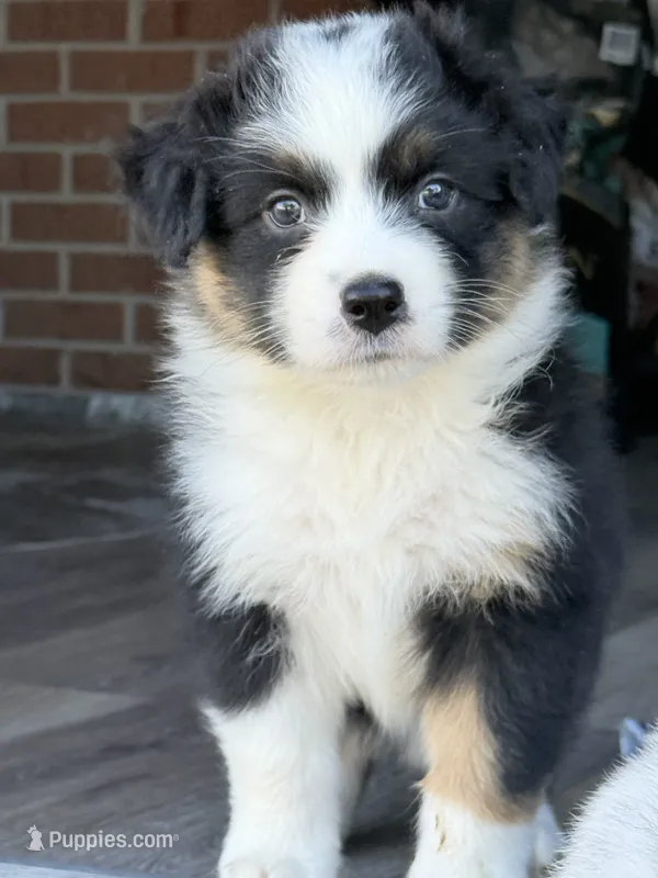 Ivory – Australian Shepherd puppy for sale in Climax, NC