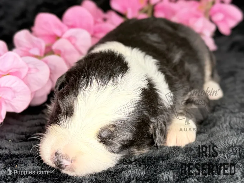 Iris – Australian Shepherd puppy for sale in Climax, NC