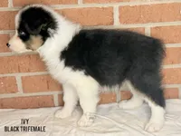 Ivy, a female Australian Shepherd for sale in Climax, NC – 3 of 10
