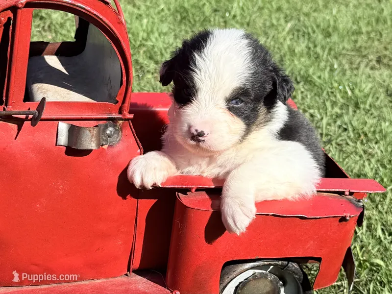 Ivy – Australian Shepherd puppy for sale in Climax, NC