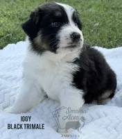 Iggy, a male Australian Shepherd for sale in Climax, NC – 10 of 10