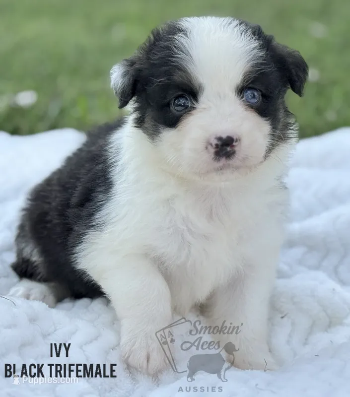 Ivy – Australian Shepherd puppy for sale in Climax, NC