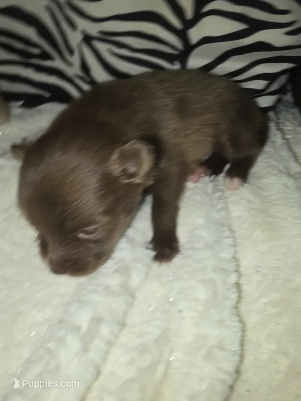 Akc coco – Pomeranian puppy for sale in Whitewright, TX