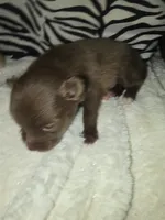 Akc coco, a male Pomeranian for sale in Whitewright, TX – 1 of 4