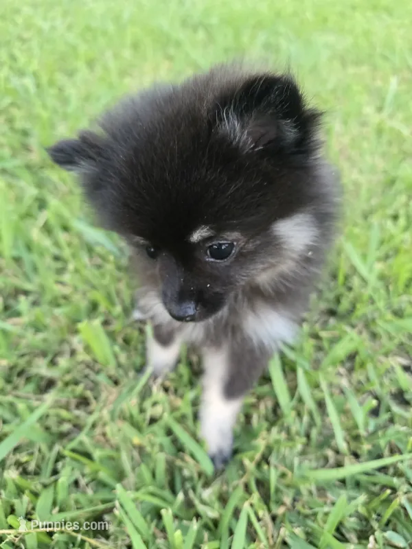 AKC tiny – Pomeranian puppy for sale in Whitewright, TX