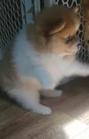 Thomas teddy for short, a male Pomeranian for sale in Whitewright, TX – 5 of 5
