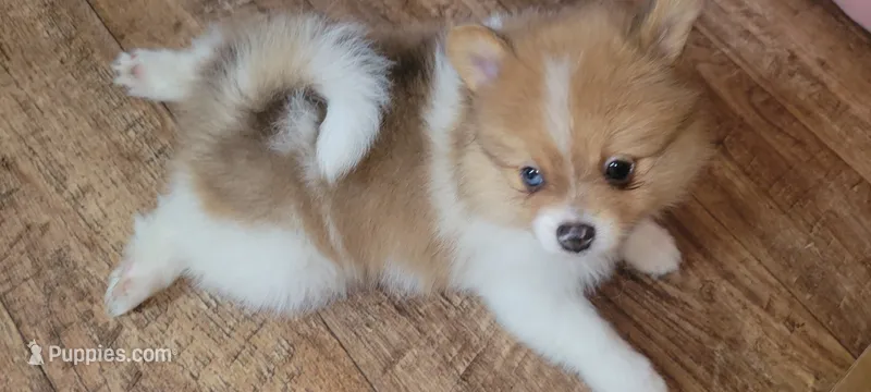 Thomas teddy for short – Pomeranian puppy for sale in Whitewright, TX