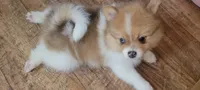 Thomas teddy for short, a male Pomeranian for sale in Whitewright, TX – 1 of 5