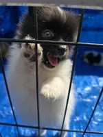 Oreo, a male Pomeranian for sale in Whitewright, TX – 2 of 2