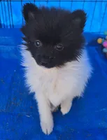 Bandit, a male Pomeranian for sale in Whitewright, TX – 2 of 2