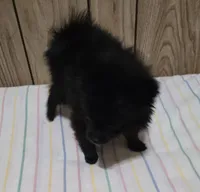 Shadow, a male Pomeranian for sale in Whitewright, TX – 2 of 2