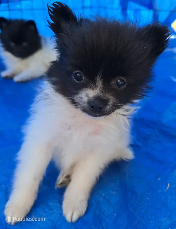 Panda – Pomeranian puppy for sale in Whitewright, TX