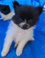 Panda, a male Pomeranian for sale in Whitewright, TX – 1 of 2