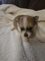 Tri , a male Pomeranian for sale in Whitewright, TX – 2 of 8