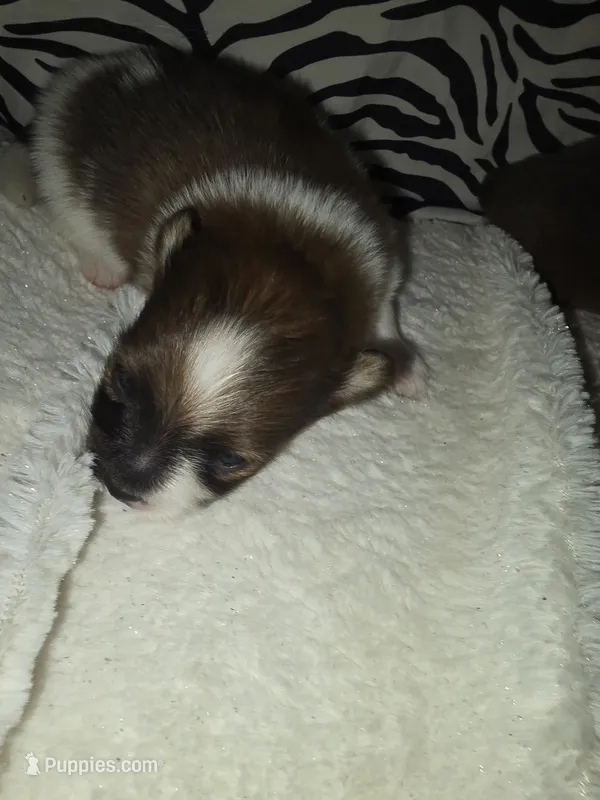 Akc bandit – Pomeranian puppy for sale in Whitewright, TX