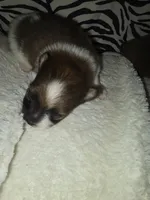 Akc bandit, a male Pomeranian for sale in Whitewright, TX – 1 of 2