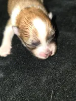 Tri , a male Pomeranian for sale in Whitewright, TX – 4 of 4