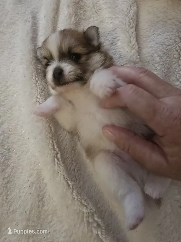 Tri  – Pomeranian puppy for sale in Whitewright, TX
