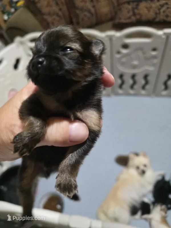 Akc brownies 2 – Pomeranian puppy for sale in Whitewright, TX