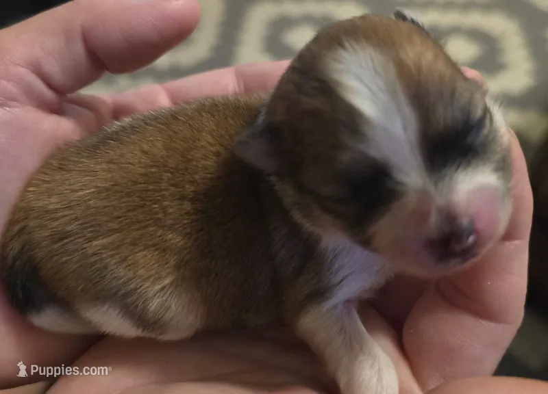 Tri  – Pomeranian puppy for sale in Whitewright, TX