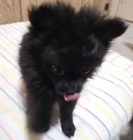 Shadow, a male Pomeranian for sale in Whitewright, TX – 1 of 2