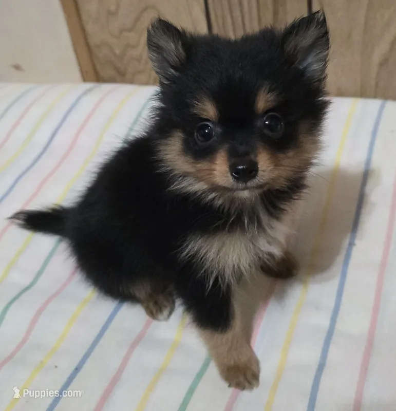 Brownie – Pomeranian puppy for sale in Whitewright, TX