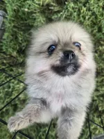 AKC mini , a male Pomeranian for sale in Whitewright, TX – 2 of 2