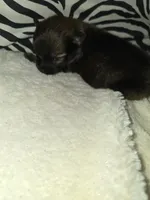 Akc brownies 2, a male Pomeranian for sale in Whitewright, TX – 3 of 4
