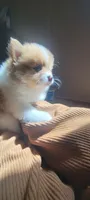 Thomas teddy for short, a male Pomeranian for sale in Whitewright, TX – 2 of 5