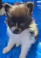 Panda, a male Pomeranian for sale in Whitewright, TX – 2 of 2
