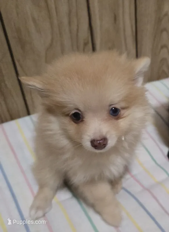 Tanner – Pomeranian puppy for sale in Whitewright, TX