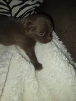 Akc coco, a male Pomeranian for sale in Whitewright, TX – 2 of 4