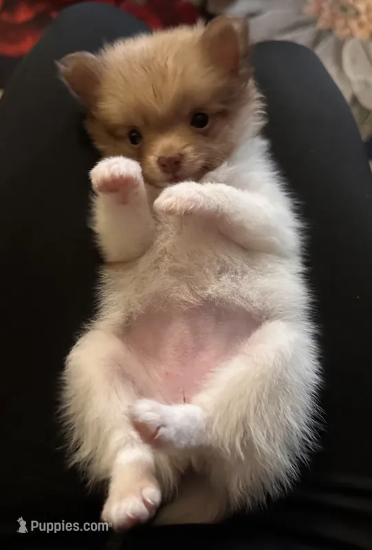 Sweetie – Pomeranian puppy for sale in Whitewright, TX