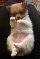 Sweetie, a female Pomeranian for sale in Whitewright, TX – 1 of 2