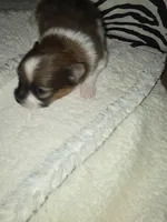 Akc bandit, a male Pomeranian for sale in Whitewright, TX – 2 of 2