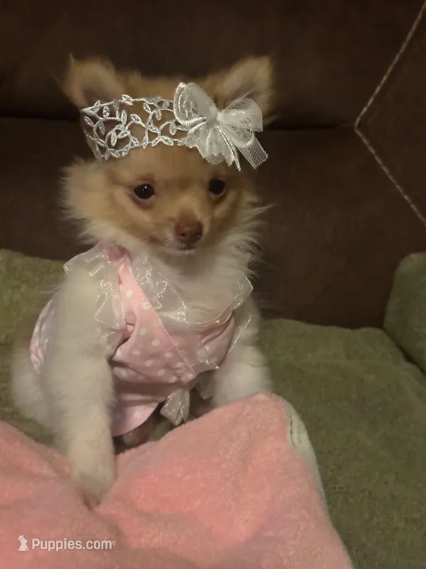 Sweetie (AKC) – Pomeranian puppy for sale in Whitewright, TX