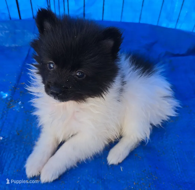 Bandit – Pomeranian puppy for sale in Whitewright, TX