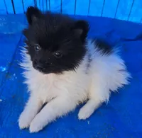 Bandit, a male Pomeranian for sale in Whitewright, TX – 1 of 2