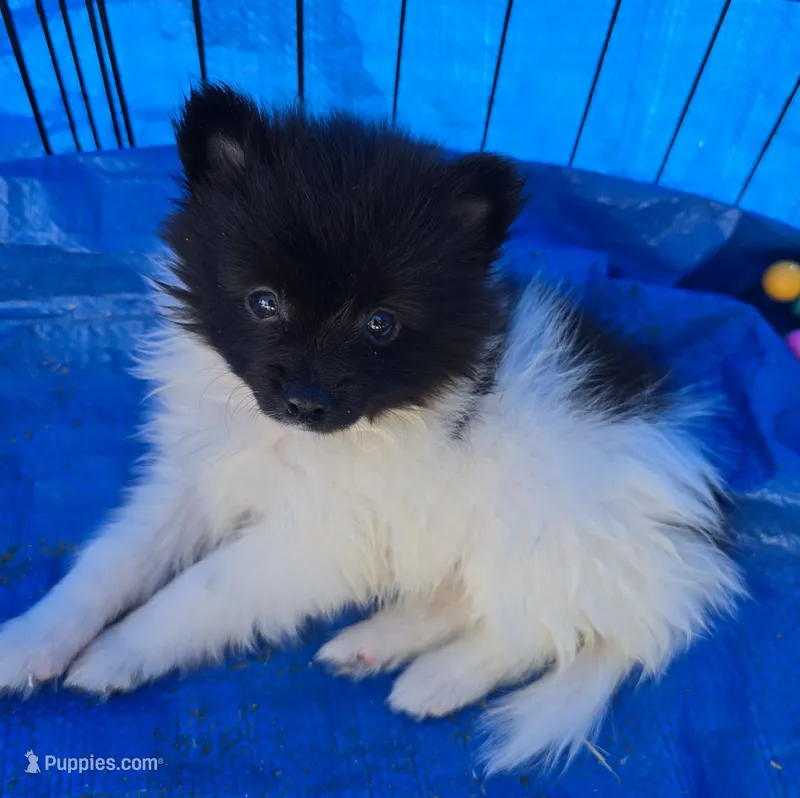 Zorro – Pomeranian puppy for sale in Whitewright, TX