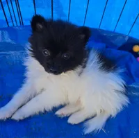 Zorro, a male Pomeranian for sale in Whitewright, TX – 1 of 2